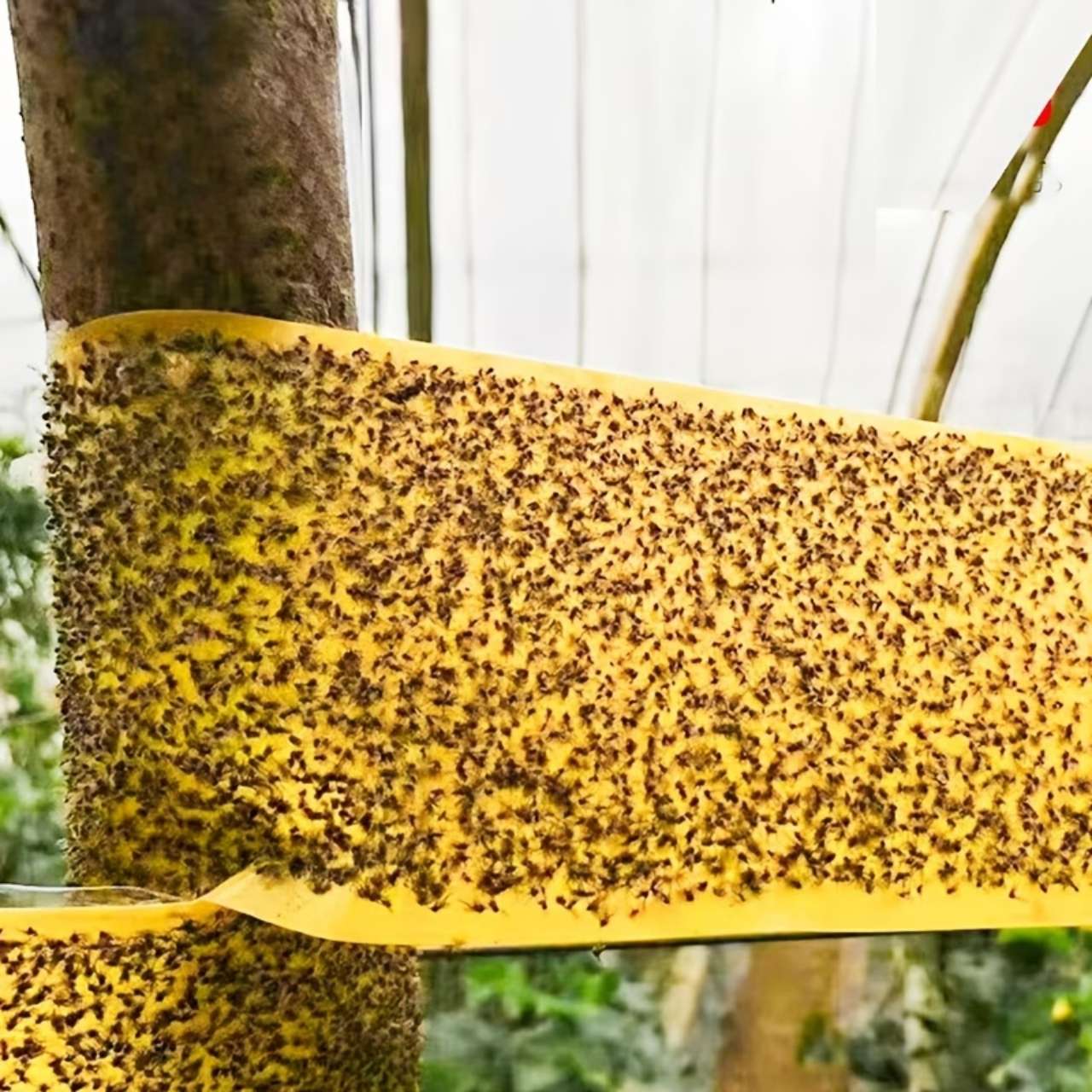 BarrierTape, bandă adezivă pentru prinderea insectelor - Image 6