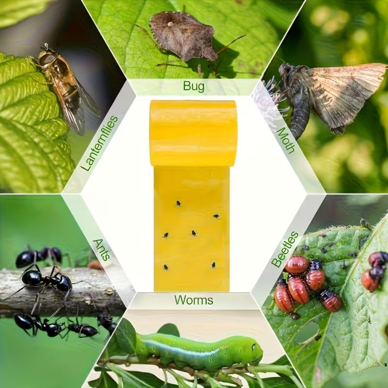 O capcană eficientă pentru insectele zburătoare și târâtoare