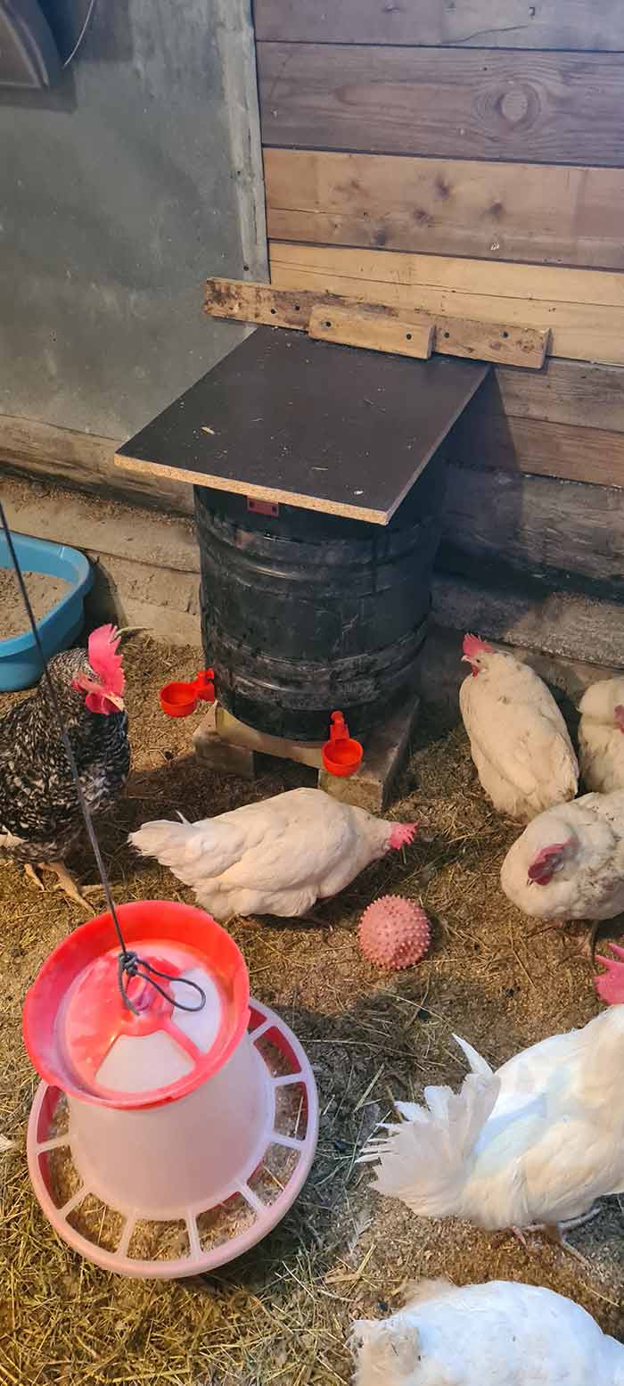 ChickenBowl, adapator de apă pentru găini și alte păsări (set de 6 bucăți) - Image 10