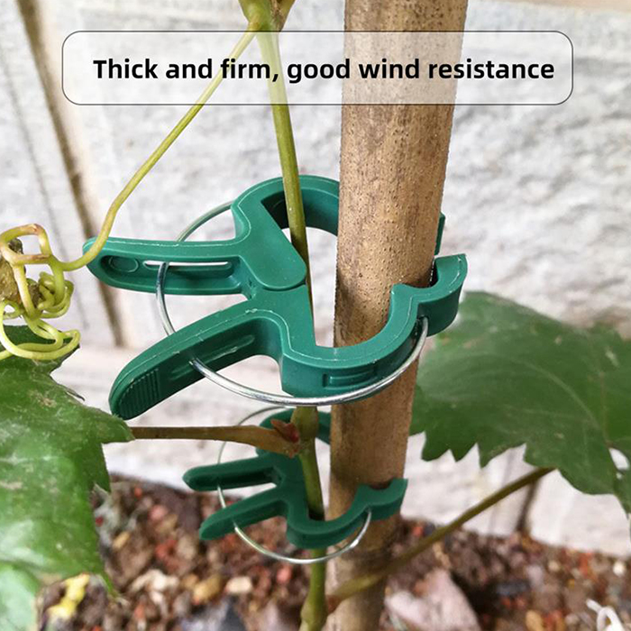 Nu afectează planta