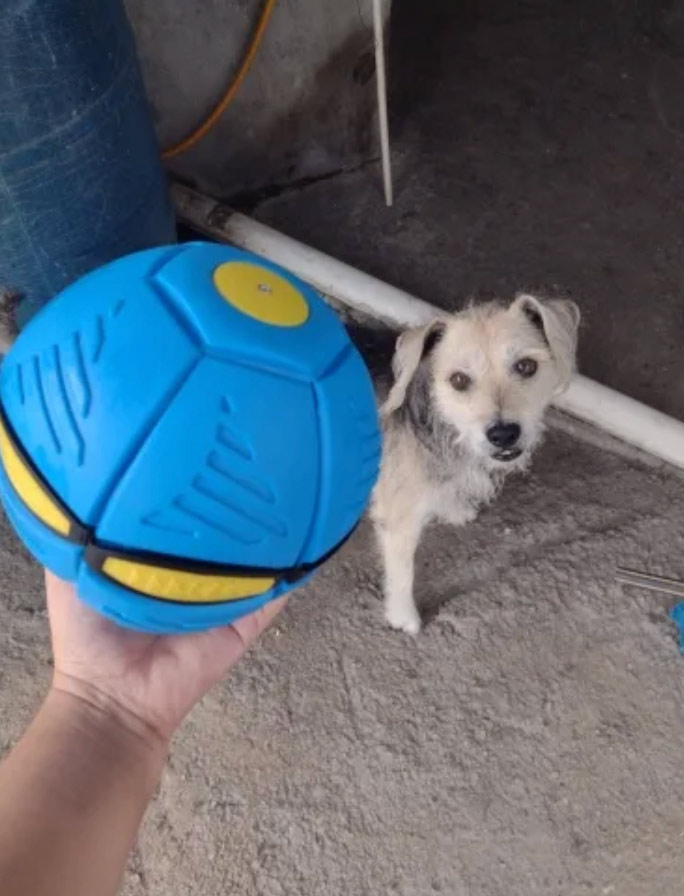 DiskBall, un jucărie pentru câini care este atât un frisbee, cât și o minge - Image 9