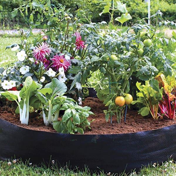 PLANTELE TALE VOR ARĂTA MINUNAT