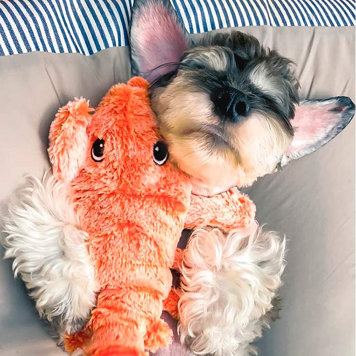 LobsterToy, un jucărie interactivă pentru animale de companie în formă de homar - Image 3