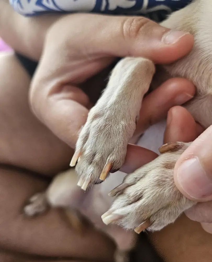 PawGloTrim, clește pentru tăierea ghearelor cu lumină LED - Image 10