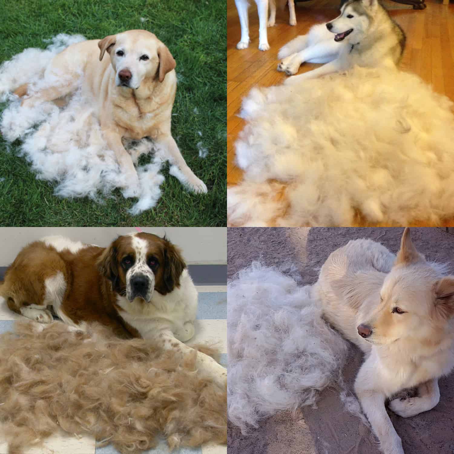 PetTangler, perie dublă pentru îndepărtarea părului și a pufului - Image 7