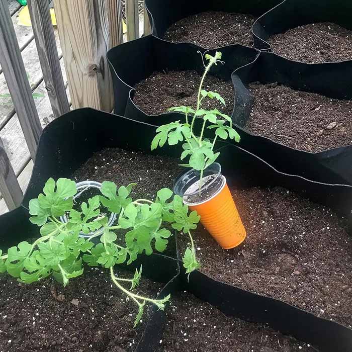 Un pat de grădină oferă cele mai optime condiții pentru creșterea plantelor!