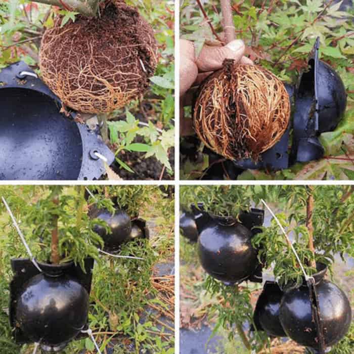 Un dispozitiv pentru germinarea rapidă și ușoară a ramurilor