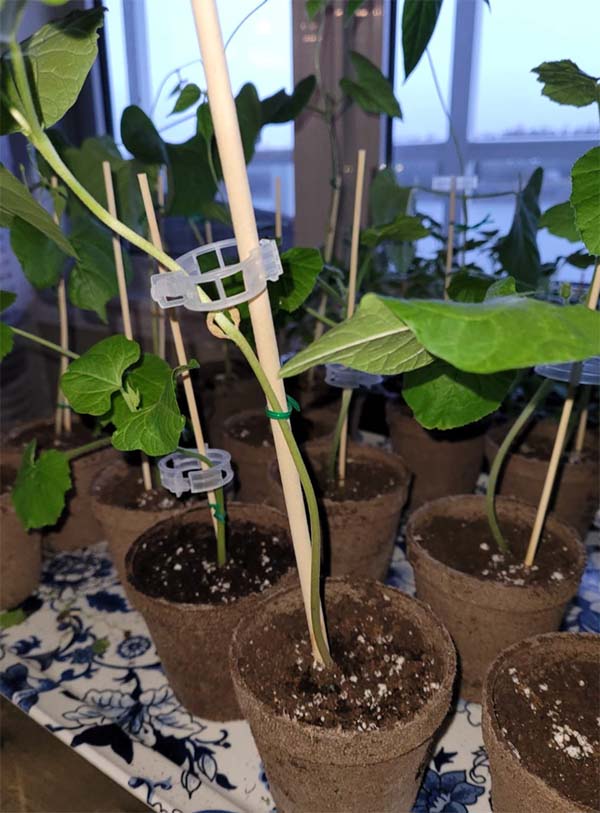 SnapClips, Cleme pentru plante (50 bucăți) - Image 9