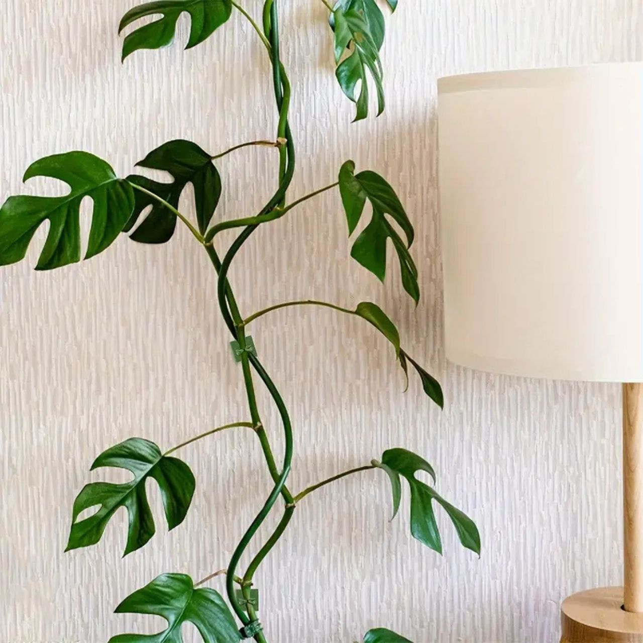 Vines, suporturi autoadezive pentru plante și plante cățărătoare (100 de bucăți) - Image 8